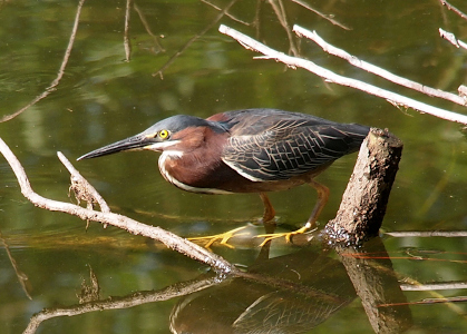 [A green heron stands on a branch that is submerged in the water facing to the left. It's bright yellow feet almost look like vegetation in the water. The reddish-brown belly has a white stripe on the outer edge. The top of its head appears more slate-blue than green. The water has a green tint.]